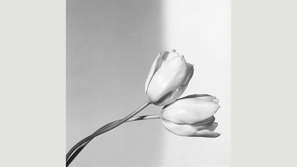 Shannon Saint Roux