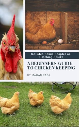 A Beginners' Guide to Chicken Keeping